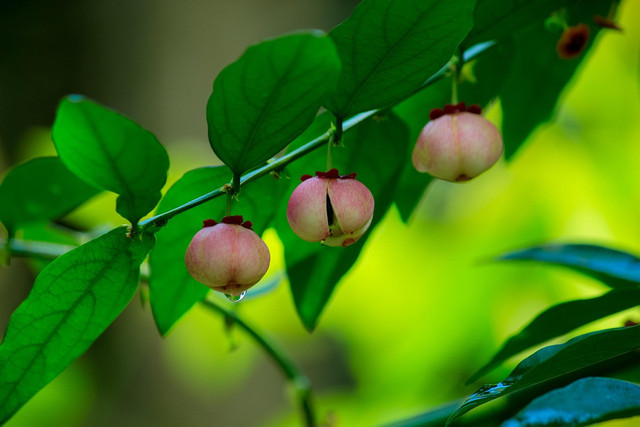 Ilustrasi tanaman katuk. Foto: Pixabay