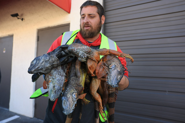 Andrew Baron, seorang penangkap iguana dari Redline Iguana Removal, menurunkan iguana hijau yang kedinginan dan mati dari bak truk setelah ia mengumpulkannya selama gelombang dingin di Hollywood, Florida, AS, Senin (2/2/2026) waktu setempat. Foto: Joe Raedle/Getty Images/AFP
