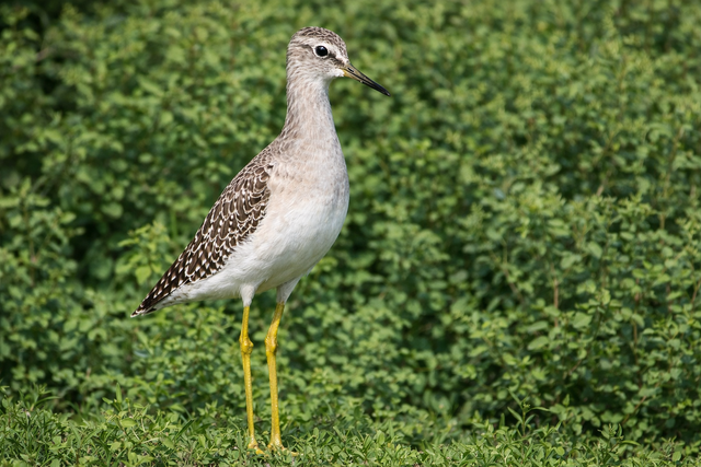 Keberadaan trinil sering luput dari perhatian, padahal ia adalah indikator penting kesehatan lingkungan perairan dangkal (Gambar: Fabian S.R.)