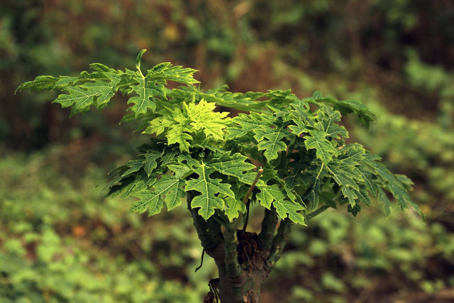 Ilustrasi tanaman gedi. Foto: Pexels