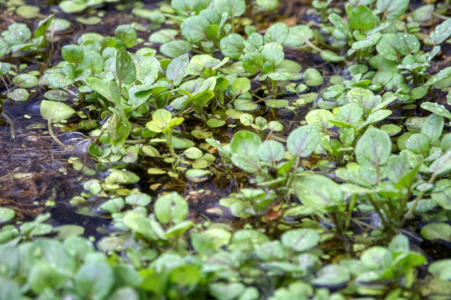 Ilustrasi tanaman selada air. Foto: Pexels