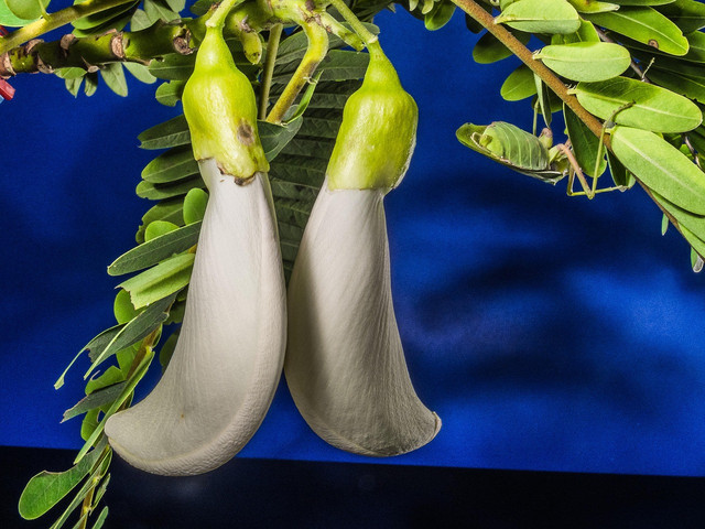 Ilustrasi tanaman bunga turi.Foto: Pixabay