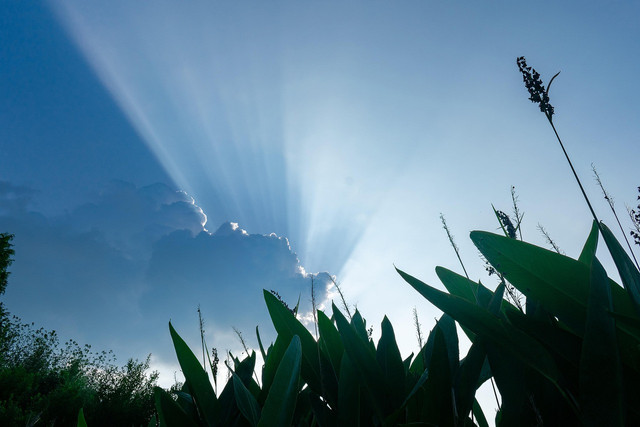 Ilustrasi tanaman garut. Foto: Pixabay