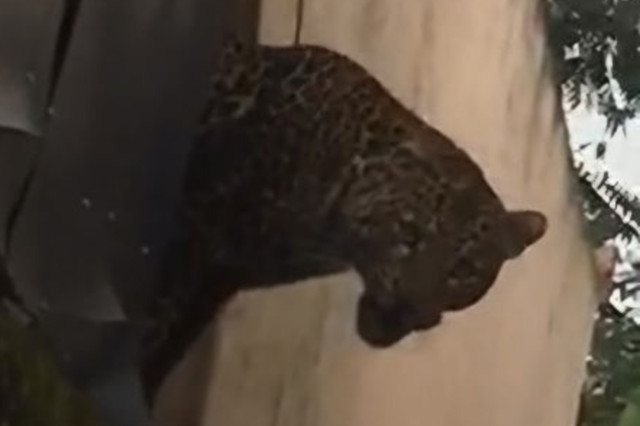 Macan tutul meloncat dari pagar sebuah rumah warga di Desa Maruyung, Kecamatan Pacet, Kabupaten Bandung pada Kamis (5/2/2026). Foto: Istimewa/ANTARA