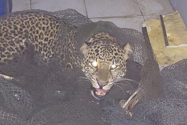 Seekor macan tutul yang berkeliaran di Pacet, Kabupaten Bandung, berhasil diamankan oleh tim gabungan, Kamis (5/2/2025). Foto: Polsek Pacet