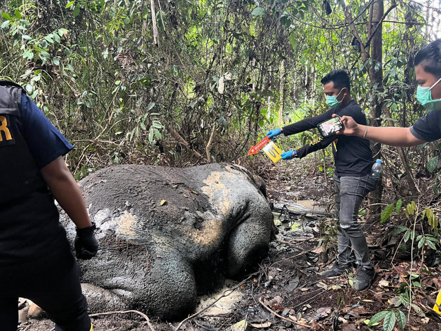 Bangkai Gajah Sumatera ditemukan mati di areal konsesi di Desa Lubuk Kembang Bunga, Kecamatan Ukui, Kabupaten Pelalawan, Riau. Foto: Dok. Polres Pelalawan