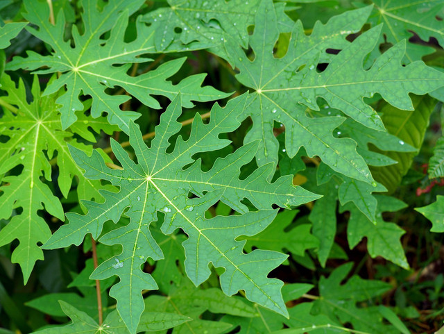 Ilustrasi daun tanaman pepaya. Foto: Pixabay