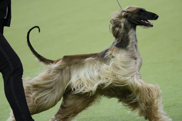 Anjing Afghan Hound. Foto: MICHAEL M. SANTIAGO/Getty Images via AFP