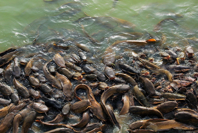 Ilustrasi budi daya ikan lele dengan teknologi bioflok. Foto: Pixabay