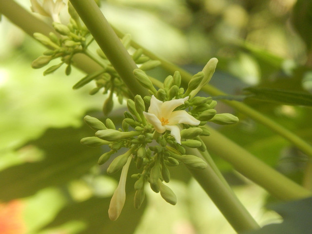 Ilustrasi bunga pepaya. Foto: Pixabay