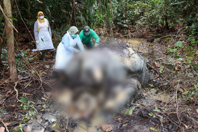 Tim BKSDA memeriksa kondisi gajah di Riau yang mati ditembak di daerah Kecamatan Ukui, Kabupaten Pelalawan. Riau. Foto: Dok. BKSDA Riau