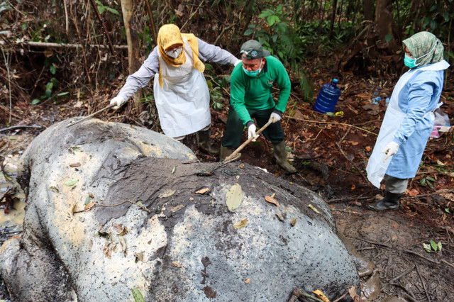 Tim BKSDA memeriksa kondisi gajah di Riau yang mati ditembak di daerah Kecamatan Ukui, Kabupaten Pelalawan. Riau. Foto: Dok. BKSDA Riau