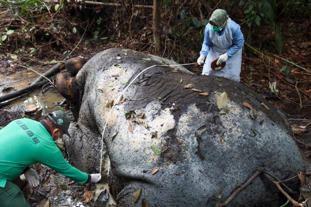 Tim BKSDA memeriksa kondisi gajah di Riau yang mati ditembak di daerah Kecamatan Ukui, Kabupaten Pelalawan. Riau.  dok BKSDA Riau
