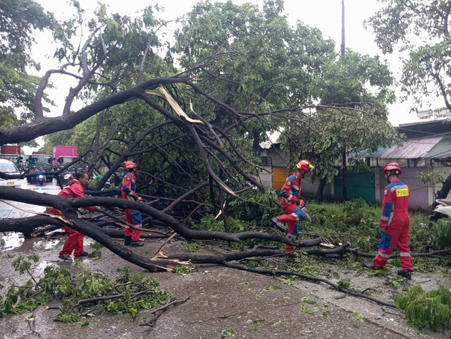 Pohon berukuran 10 meter di Jalan Cakung Cilincing tumbang pada Minggu (8/2/2026). Foto: Dok. Sudin Gulkarmat Jakut