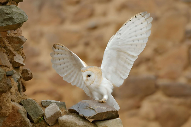 Serak Jawa (Sumber: Shutterstock/Ondrej Prosicky)