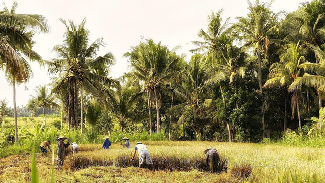 Ilustrasi Petani di Bali yang tergolong dalam Kasta Waisya. Foto: Pixabay.
