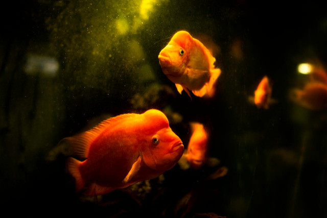 Ilustrasi ikan berenang tidak normal. Foto: Pexels