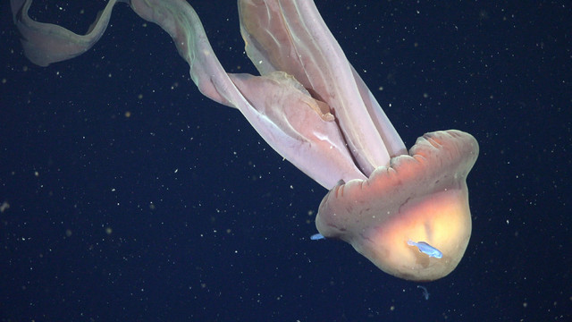 Penampakan ubur-ubur hantu raksasa (Stygiomedusa gigantea) di laut dalam Samudra Atlantik. Foto: ROV SuBastian/Schmidt Ocean Institute