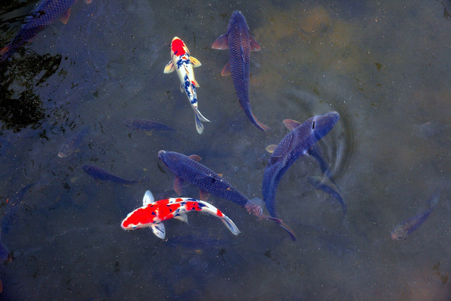 Ilustrasi kolam tanah untuk budi daya ikan. Foto: Pixabay