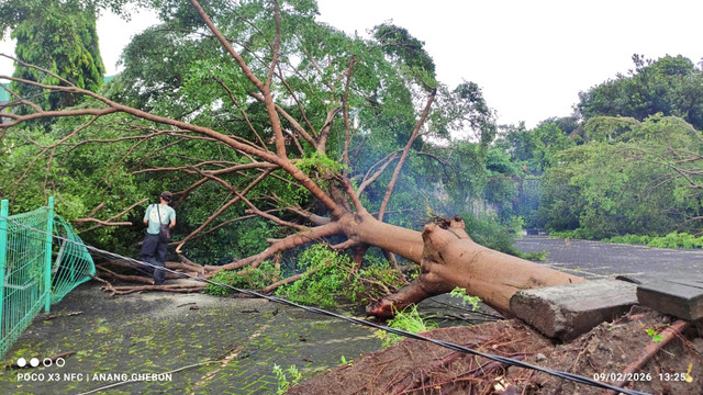 Cuaca ekstrem hujan dan angin kencang menyebabkan sejumlah pohon tumbang dan dua orang dilaporkan meninggal dunia karena tersambar petir di Kabupaten Sleman, Yogyakarta, Senin (9/2/2026). Foto: Dok. BPBD Sleman
