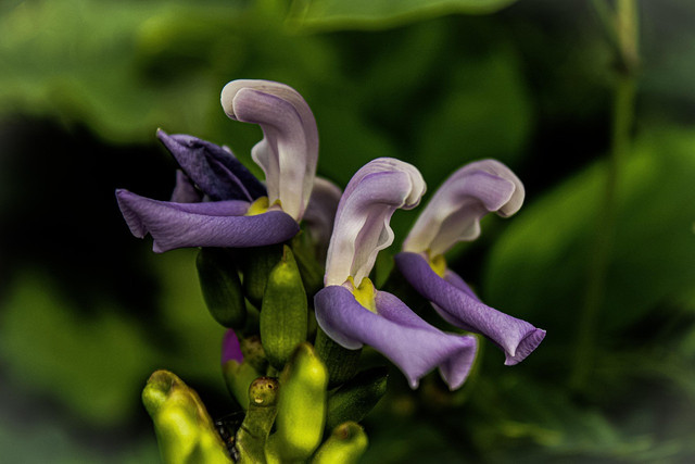 Ilustrasi bunga tanaman kacang koro pedang. Foto: Pixabay