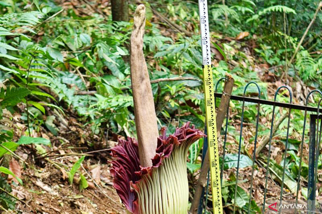 Bunga bangkai raksasa Amorphopallus titanum yang mekar di Kebun Raya Bogor, Jawa Barat, Jumat (6/2/2026). Foto: HO-BRIN/ANTARA FOTO