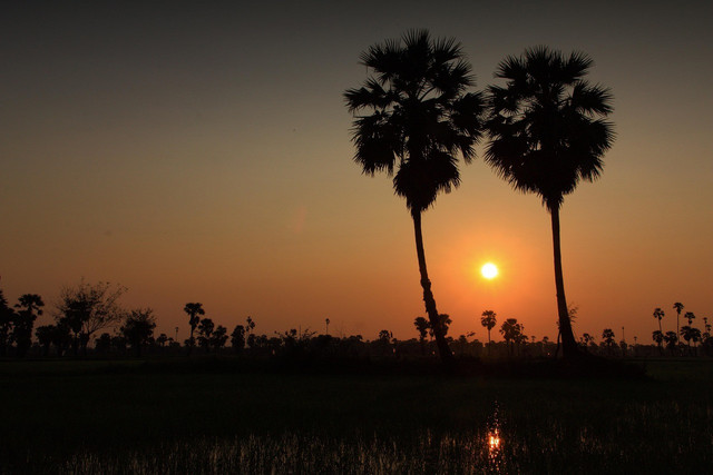 Ilustrasi tanaman nira. Foto: Pixabay