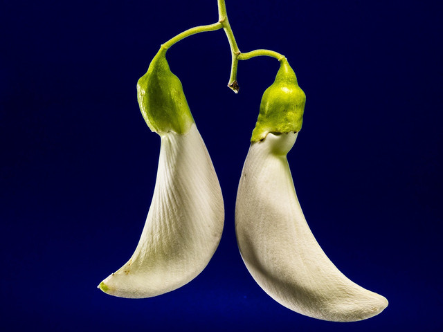 Ilustrasi bunga turi. Foto: Pixabay