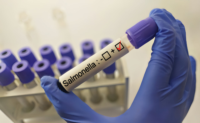 Ilustrasi bakteri salmonela. Foto: faniadiana24/Shutterstock