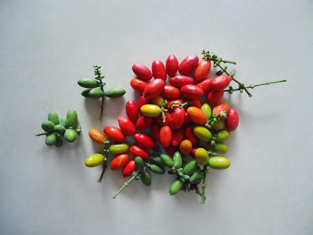 Ilustrasi buah tanaman melinjo. Foto: Pixabay