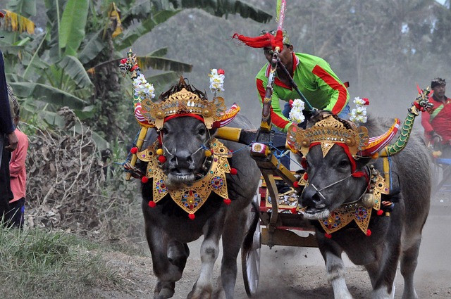 Seorang joki sedang beraksi dalam pertandingan kerapan sapi. Sumber foto: pixabay.com