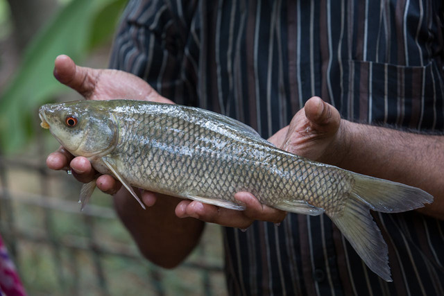 Ilustrasi ciri-ciri ikan sakit. Foto: Pexels