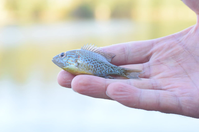 Ilustrasi penyakit non-infeksius pada ikan. Foto: Pexels