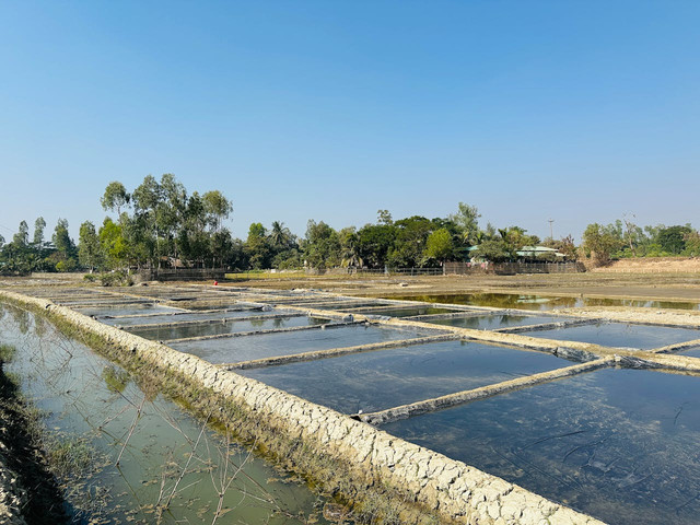 Ilustrasi budi daya perikanan air payau. Foto: Pexels