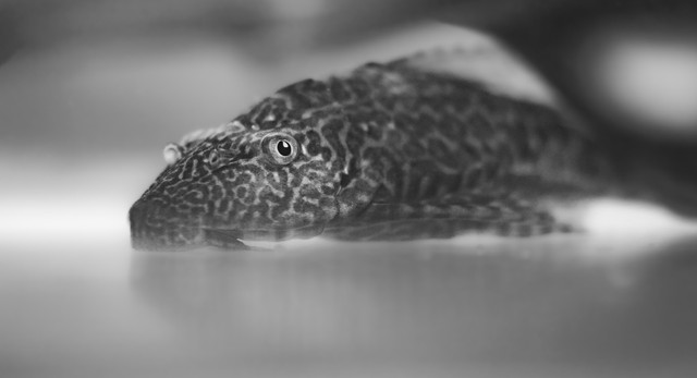 Ilustrasi Ikan Sapu-sapu. Foto: RWK007/Shutterstock