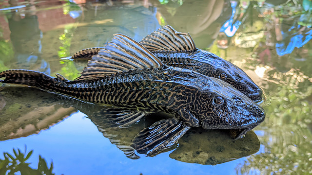 Ilustrasi Ikan Sapu-sapu. Foto: IMAM KHUSNUL ARIFIN/Shutterstock