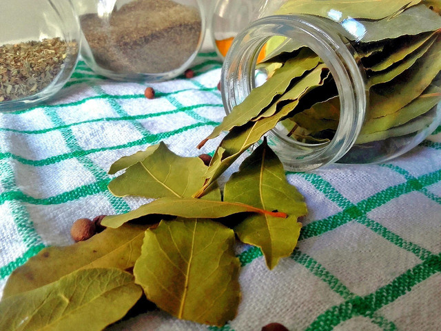 Ilustrasi daun pohon salam. Foto: Pixabay