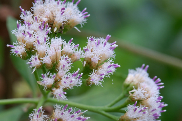 Ilustrasi bunga tanaman beluntas. Foto: Pixabay