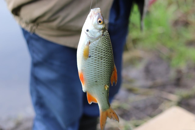 Ilustrasi ektoparasit pada ikan air tawar. Foto: Pexels