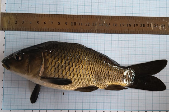 Ikan Mas (Dokumentasi Pribadi)