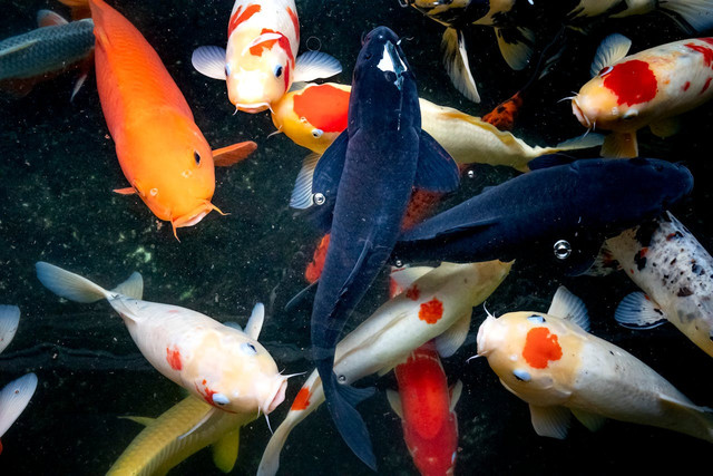 Ilustrasi Koi Herpesvirus (KHV) menyerang ikan koi. Foto: Pexels