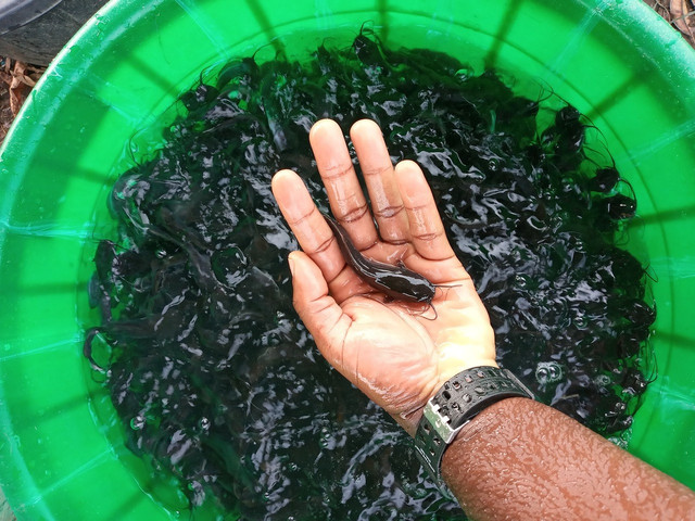 Ilustrasi pembesaran ikan. Foto: Pixabay