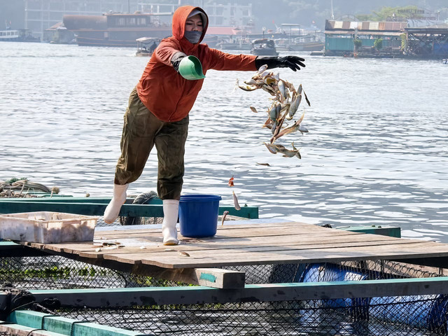 Ilustrasi pemberian pakan sebagai sumber nutrisi untuk ikan. Foto: Pexels