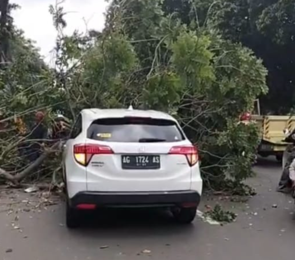 Pohon tumbang di Jalan TB Simatupang, RT 003/002 Kelurahan Cilandak Timur, Kecamatan Pasar Minggu, Jakarta Selatan, Kamis (12/2) timpa 1 mobil.