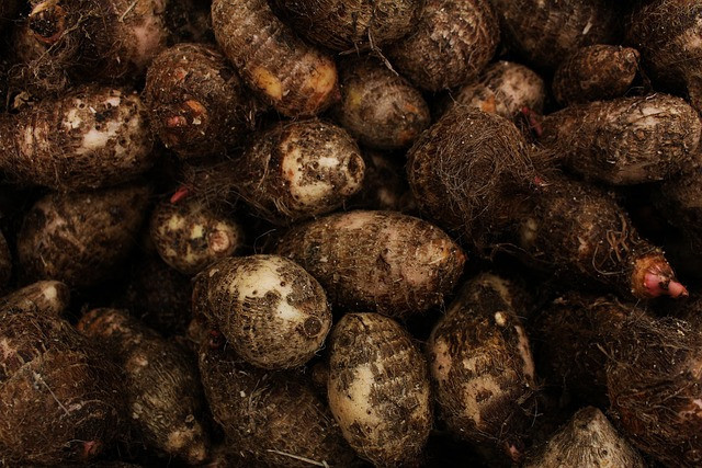 Ilustrasi umbi tanaman porang. Foto: Pixabay