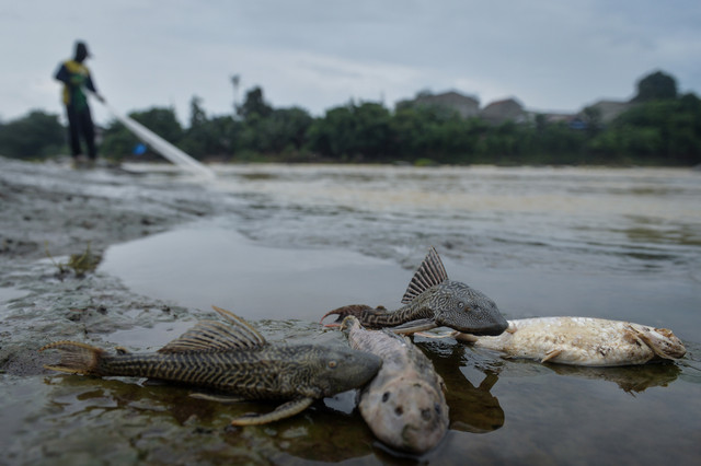 Ikan mati tergeletak di bantaran Sungai Cisadane, Kota Tangerang, Banten, Kamis (12/2/2026). Foto: Putra M. Akbar/ANTARA FOTO 