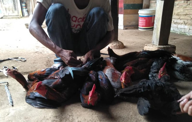 Sumber: Dokumentasi Pribadi Wirausaha Ayam Kampung Skal Kecil