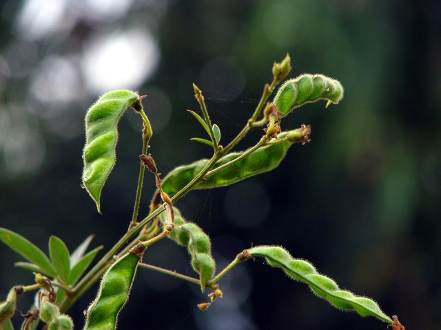 Ilustrasi tanaman kacang gude. Foto: Pixabay