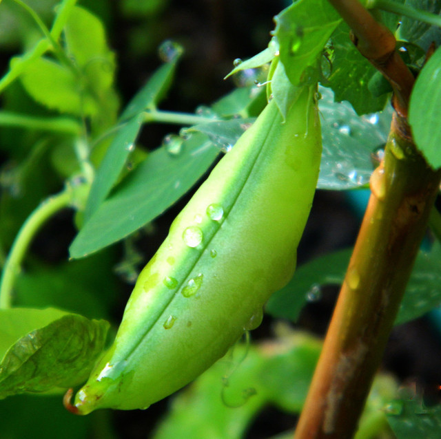 Ilustrasi tanaman komak kaci. Foto: Pixabay