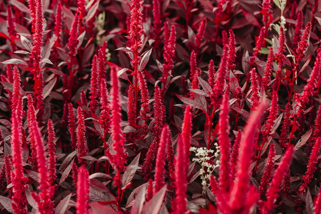 Ilustrasi tanaman bayam merah. Foto: Pexels